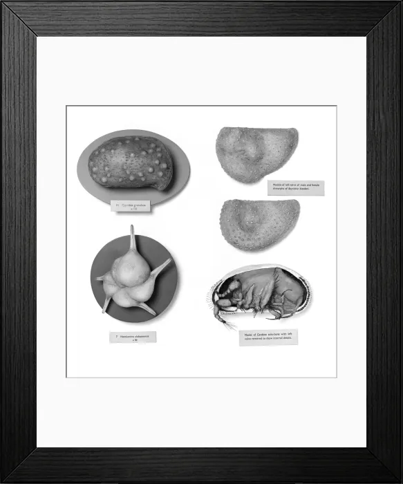 Framed Print : Foraminifera and ostracods models Framed Print : Foraminifera and ostracods models