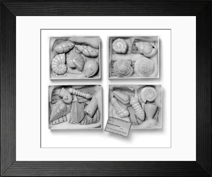 Framed Print : Foraminifera models Framed Print : Foraminifera models