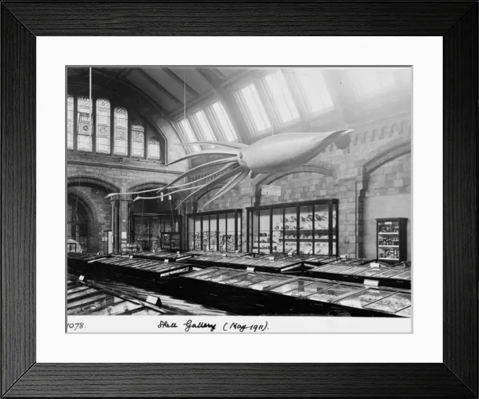 Framed Print : Shell Gallery, May 1911 Framed Print : Shell Gallery, May 1911