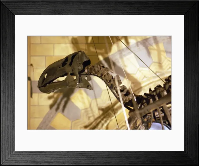 Framed Print : Allosaurus Framed Print : Allosaurus