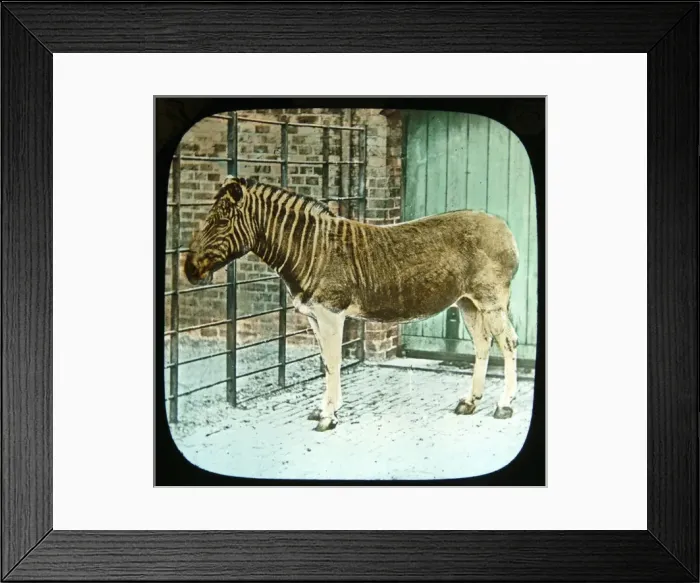 Framed Print : Equus quagga, quagga Framed Print : Equus quagga, quagga
