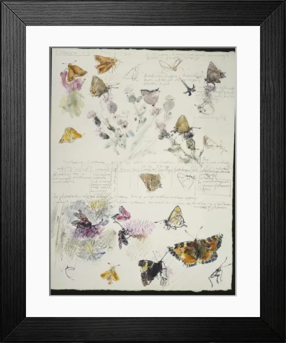 Framed Print : 20th Century Art: Wildlife sketch no. 36, by David Measures Framed Print : 20th Century Art: Wildlife sketch no. 36, by David Measures