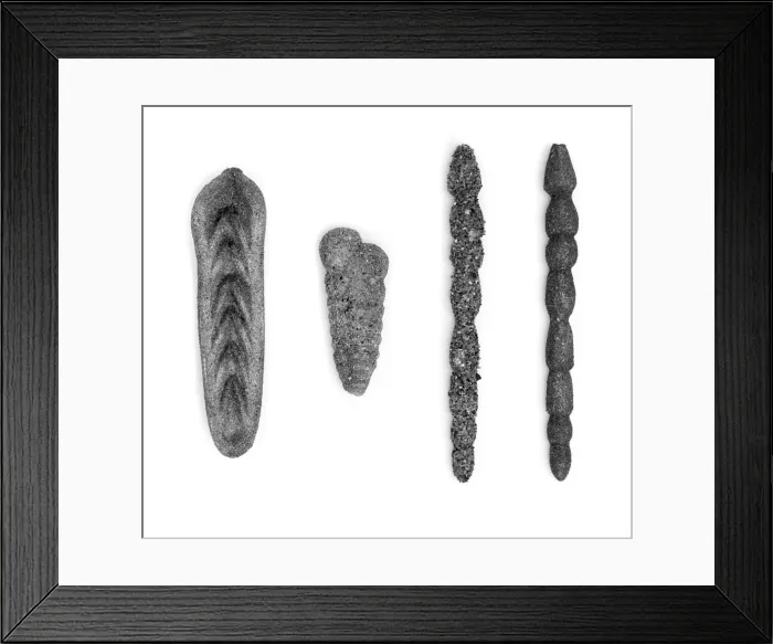 Framed Print : Foraminifera models Framed Print : Foraminifera models