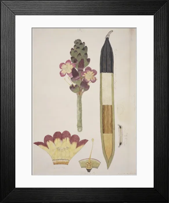 Framed Print : Plant Illustration Framed Print : Plant Illustration