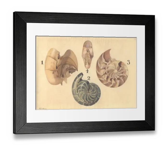 Framed Print : Aturia sp. nautilus Framed Print : Aturia sp. nautilus