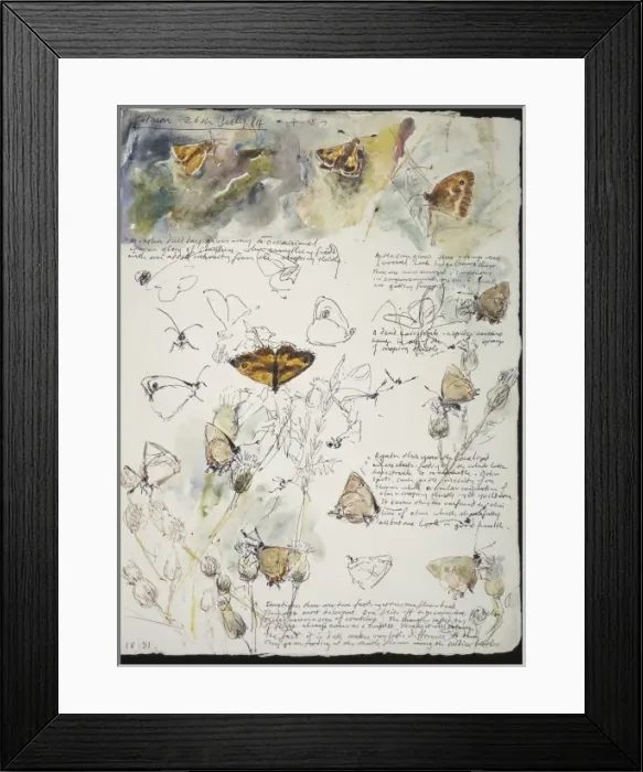 Framed Print : 20th Century Art: Wildlife sketch no. 38, by David Measures Framed Print : 20th Century Art: Wildlife sketch no. 38, by David Measures