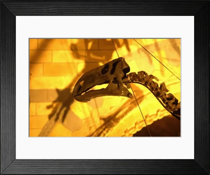 Framed Print : Iguanodon. The cranium of the herbivorous, bipedal dinosaur, Iguanodon Framed Print : Iguanodon. The cranium of the herbivorous, bipedal dinosaur, Iguanodon
