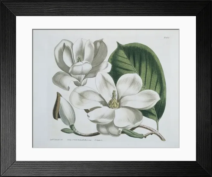 Framed Print : Magnolia conspicua, lily-flowered magnolia Framed Print : Magnolia conspicua, lily-flowered magnolia