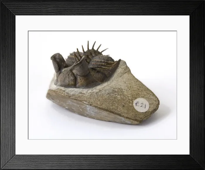 Framed Print : Erbenochile erbeni (Alberti) Framed Print : Erbenochile erbeni (Alberti)