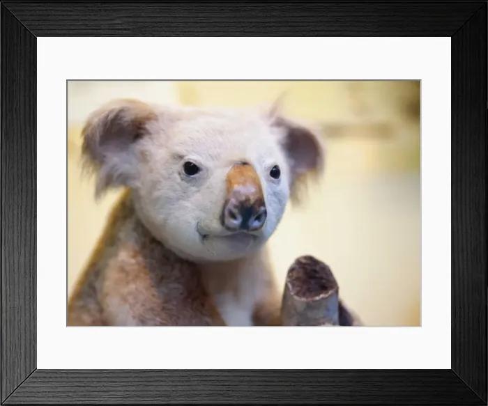 Framed Print : Phascolarctos cinereus, koala Framed Print : Phascolarctos cinereus, koala