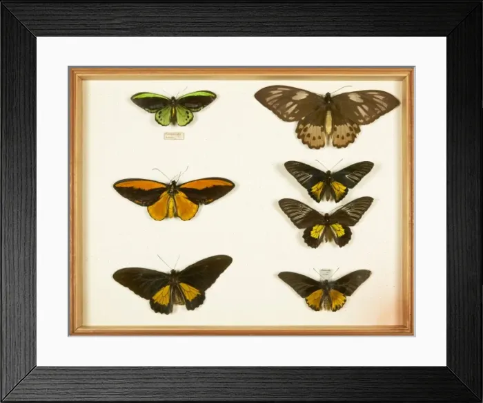 Framed Print : Entomological Specimens from the Wallace Collection Framed Print : Entomological Specimens from the Wallace Collection