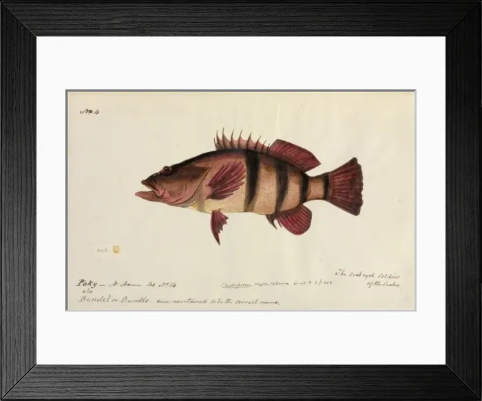 Framed Print : Fish illustration Framed Print : Fish illustration