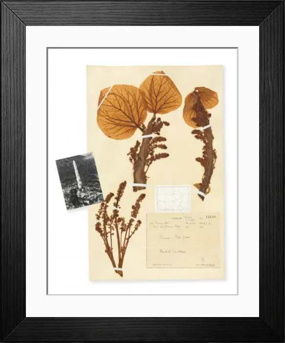 Framed Print : Rheum nobile, Sikkim rhubarb Framed Print : Rheum nobile, Sikkim rhubarb