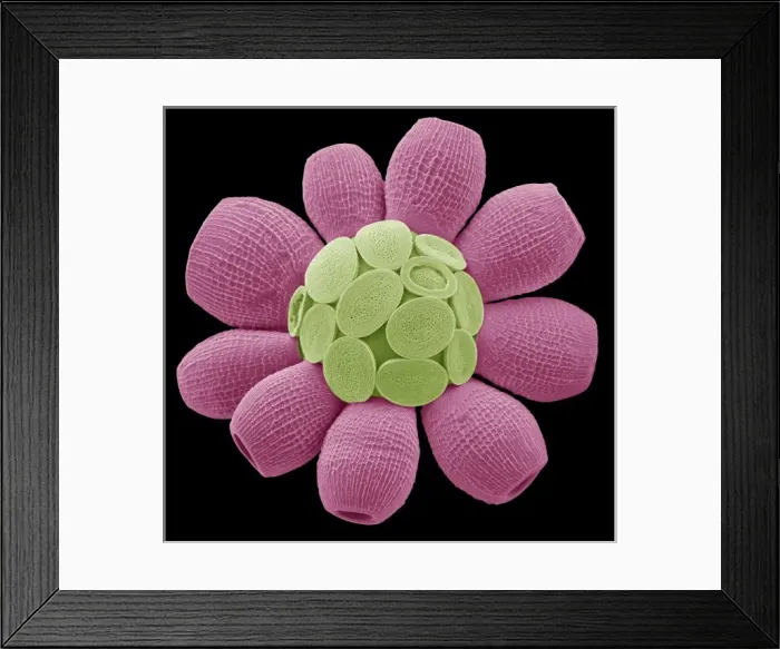 Framed Print : Scyphosphaera apsteinii Framed Print : Scyphosphaera apsteinii