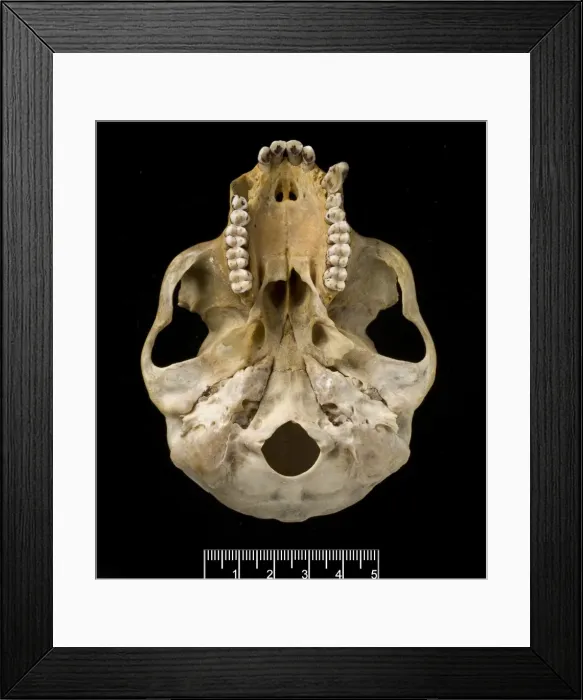 Framed Print : Trachypithecus delacouri, delacours langur Framed Print : Trachypithecus delacouri, delacours langur