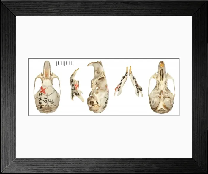 Framed Print : Graomys edithae Framed Print : Graomys edithae