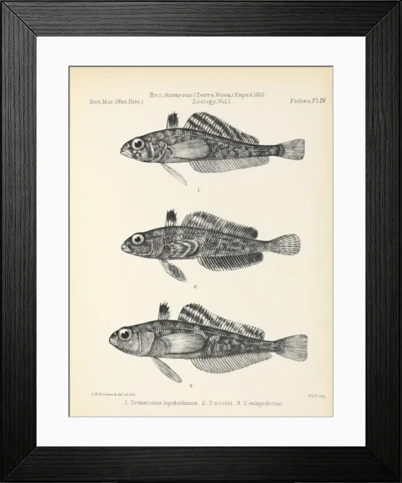 Framed Print : Terra Nova Fish report Framed Print : Terra Nova Fish report