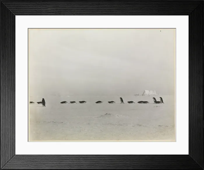Framed Print : Adeliee Penguin group Framed Print : Adeliee Penguin group