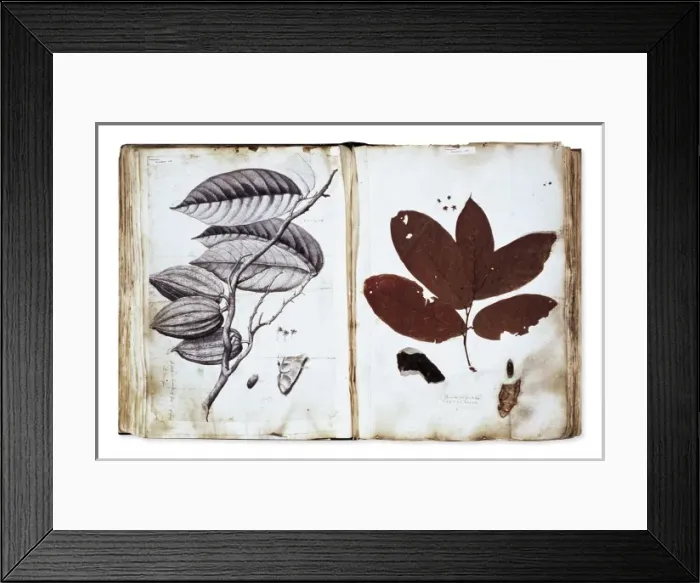 Framed Print : Theobroma cacao Framed Print : Theobroma cacao