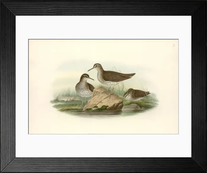 Framed Print : Tenthredinidae, Tenthredo, Symphyta Framed Print : Tenthredinidae, Tenthredo, Symphyta