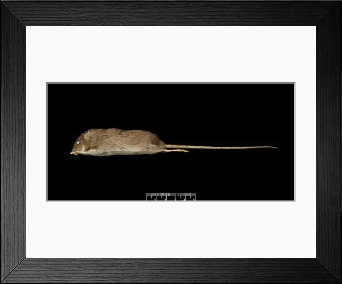 Framed Print : Oligoryzomys victus, St. Vincent pygmy rice rat Framed Print : Oligoryzomys victus, St. Vincent pygmy rice rat