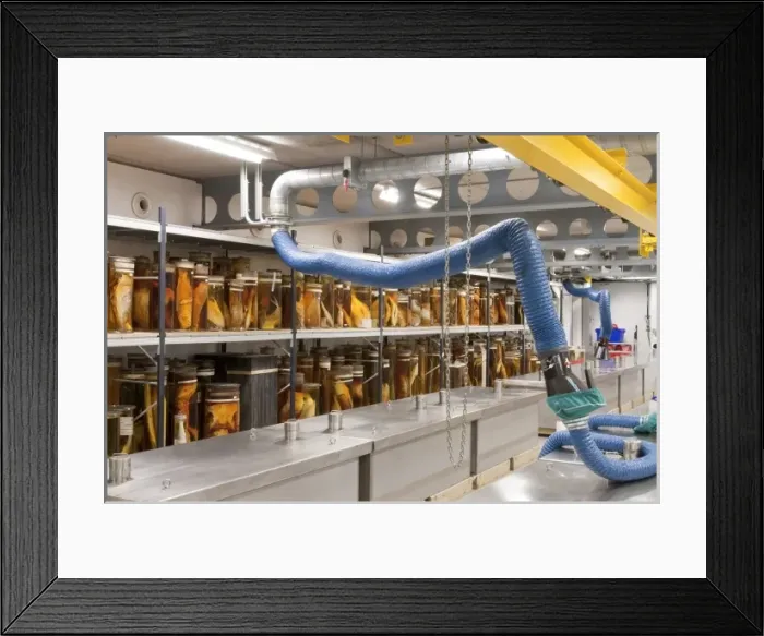 Framed Print : The Tank Room, Darwin Centre Framed Print : The Tank Room, Darwin Centre