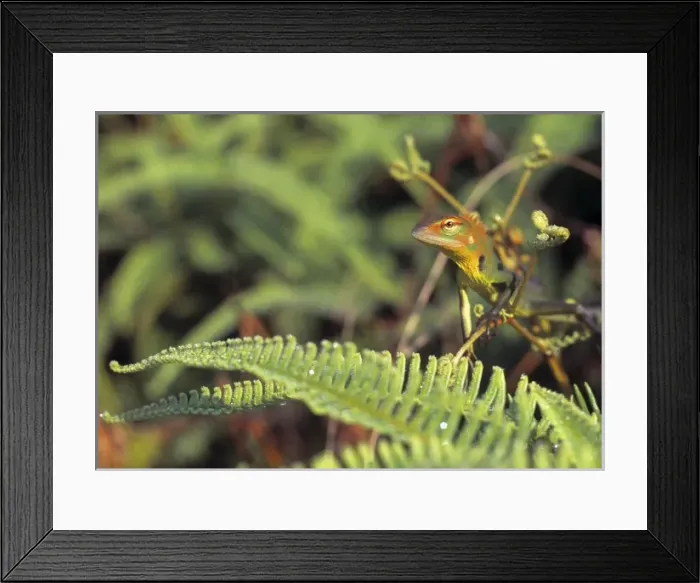 Framed Print : Lizard, Sri Lanka Framed Print : Lizard, Sri Lanka