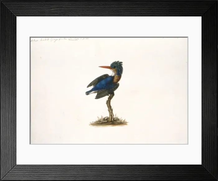 Framed Print : Watercolour fomr the Sir Ashton Lever Collection Framed Print : Watercolour fomr the Sir Ashton Lever Collection