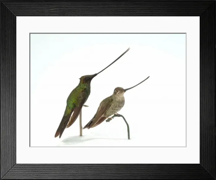 Framed Print : Hummingbird specimen Framed Print : Hummingbird specimen
