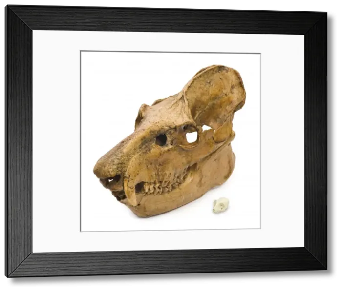 Framed Print : Lemur skulls from Madagascar Framed Print : Lemur skulls from Madagascar