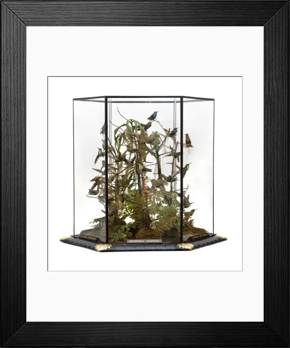 Framed Print : Agyrtria candida, hummingbird display Framed Print : Agyrtria candida, hummingbird display