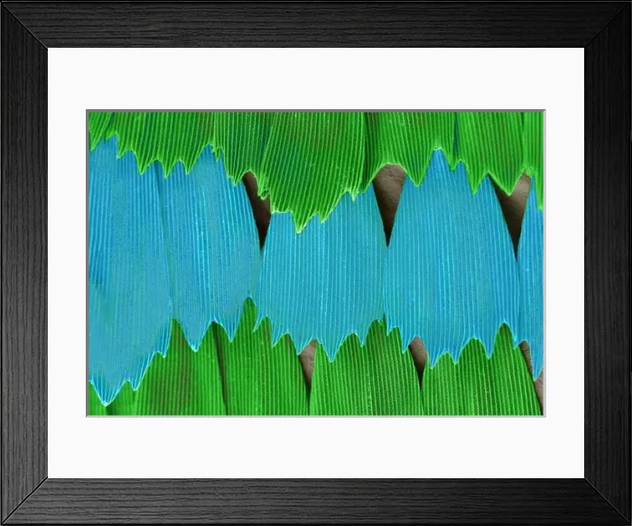 Framed Print : Papilio palinurus, emerald swallowtail Framed Print : Papilio palinurus, emerald swallowtail