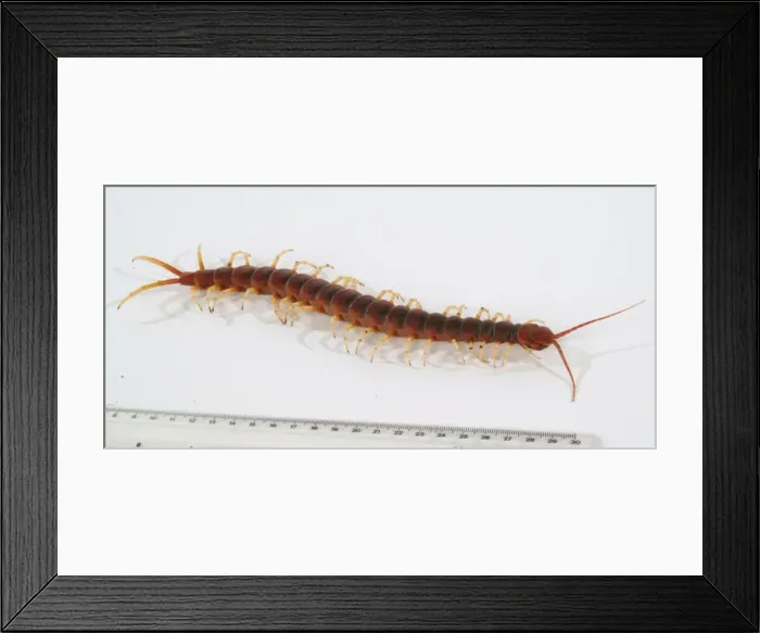 Framed Print : Scolopendra gigantea, giant centipede Framed Print : Scolopendra gigantea, giant centipede