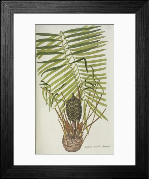 Framed Print : Zadia media famina Framed Print : Zadia media famina