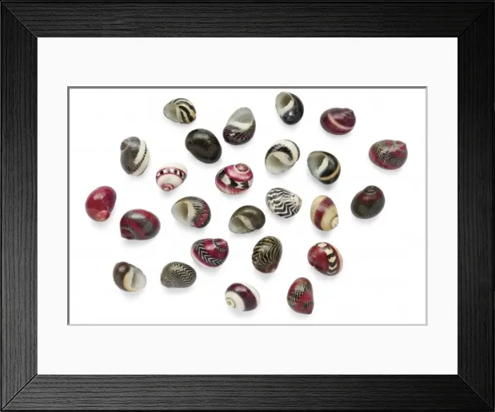 Framed Print : Neritina waigiensis, snail Framed Print : Neritina waigiensis, snail