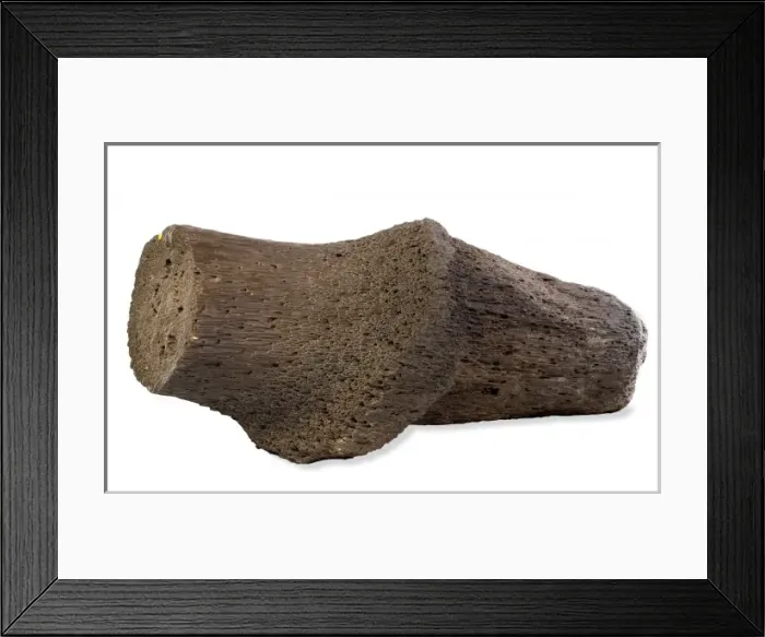 Framed Print : Fossil Wood Framed Print : Fossil Wood