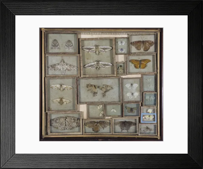 Framed Print : Various lepidoptera Framed Print : Various lepidoptera