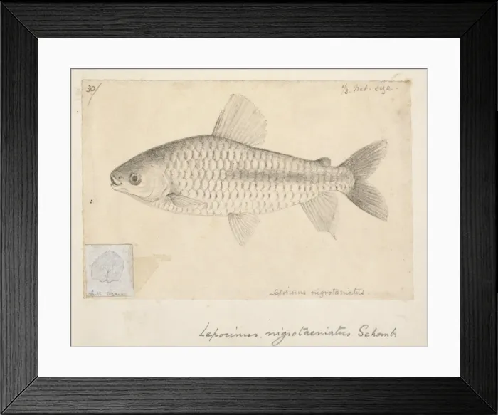 Framed Print : Chalceus nigrotaeniatus Framed Print : Chalceus nigrotaeniatus
