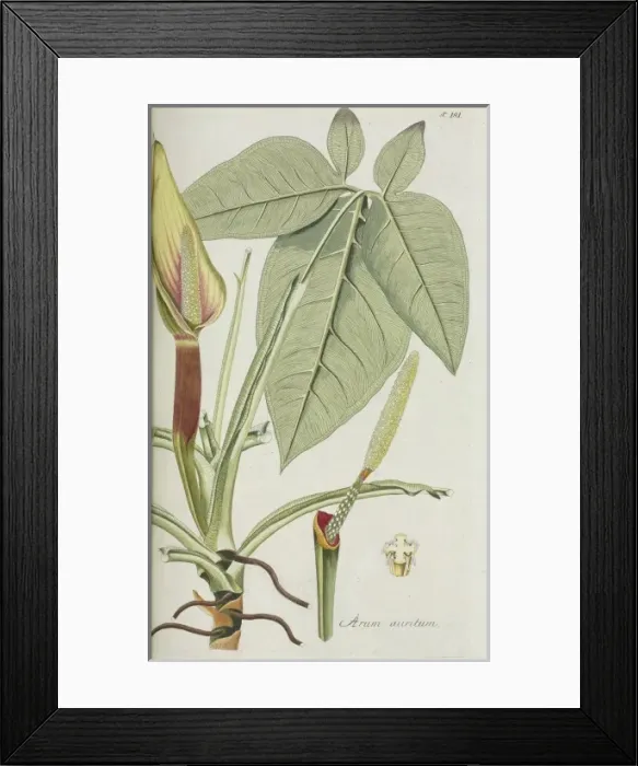 Framed Print : Arum auritum Framed Print : Arum auritum