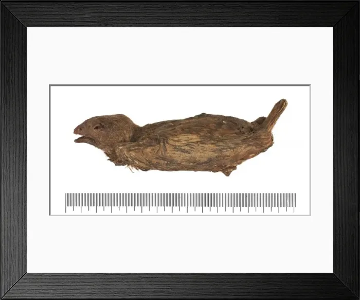 Framed Print : Falco tinnunculus, common kestrel Framed Print : Falco tinnunculus, common kestrel