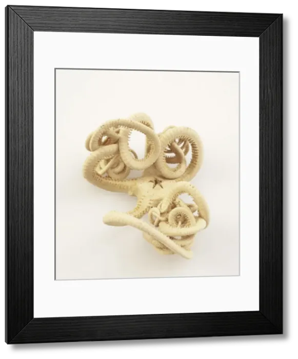 Framed Print : Brittle star, Astrotoma agassizii Framed Print : Brittle star, Astrotoma agassizii