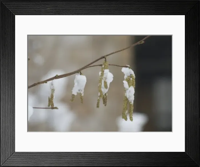 Framed Print : The Wildlife Garden Framed Print : The Wildlife Garden