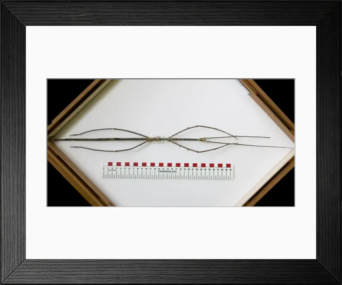 Framed Print : Phobaeticus chani, Chans megastick Framed Print : Phobaeticus chani, Chans megastick