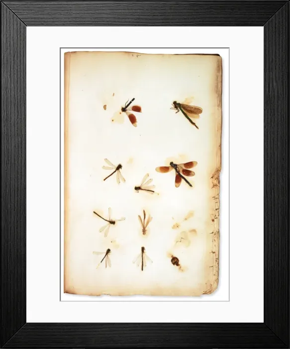 Framed Print : Pressed insects, mounted by botanist Leonard Plukenet (1642 Framed Print : Pressed insects, mounted by botanist Leonard Plukenet (1642
