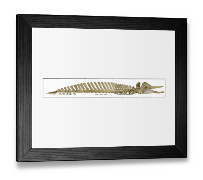 Framed Print : Hyperoodon ampullatus, northern bottlenose whale Framed Print : Hyperoodon ampullatus, northern bottlenose whale