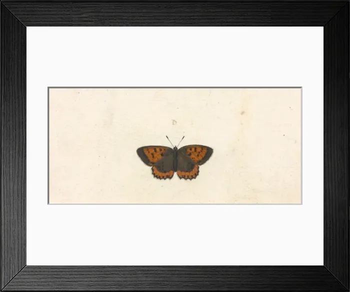 Framed Print : Papilio hyllus Framed Print : Papilio hyllus