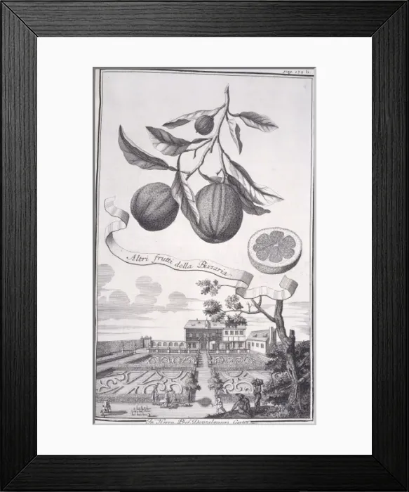 Framed Print : Altri frutti della Bizzaria Framed Print : Altri frutti della Bizzaria