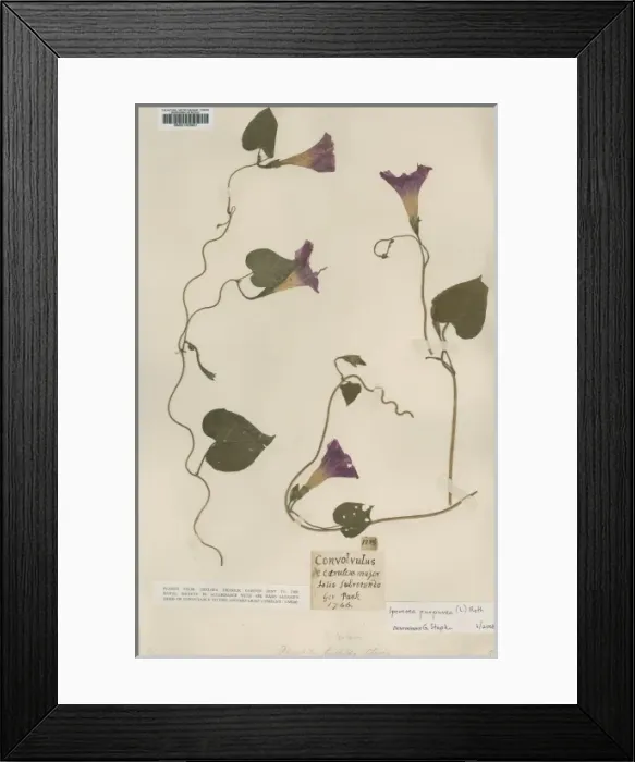 Framed Print : Ipomoea purpurea (L. ) Roth, tall morning-glory Framed Print : Ipomoea purpurea (L. ) Roth, tall morning-glory