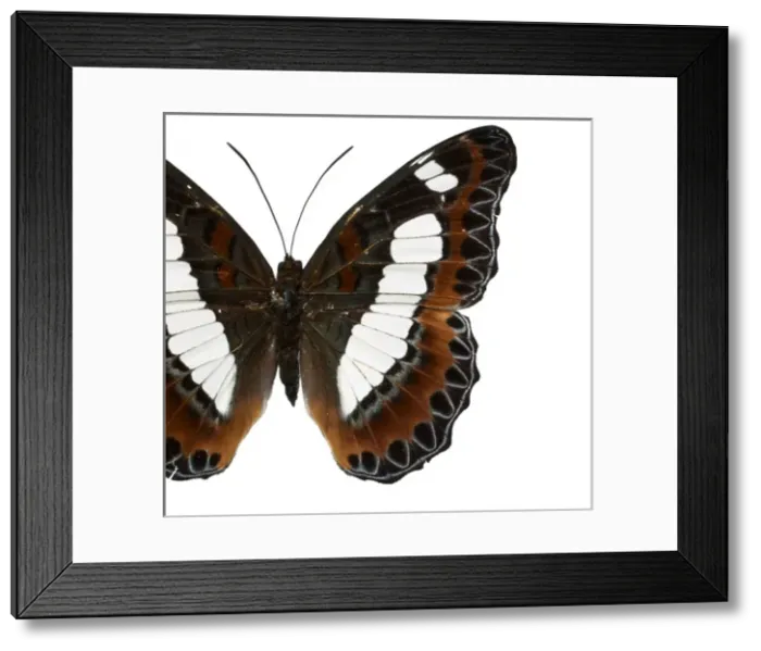 Framed Print : Moduza nuydai, butterfly Framed Print : Moduza nuydai, butterfly