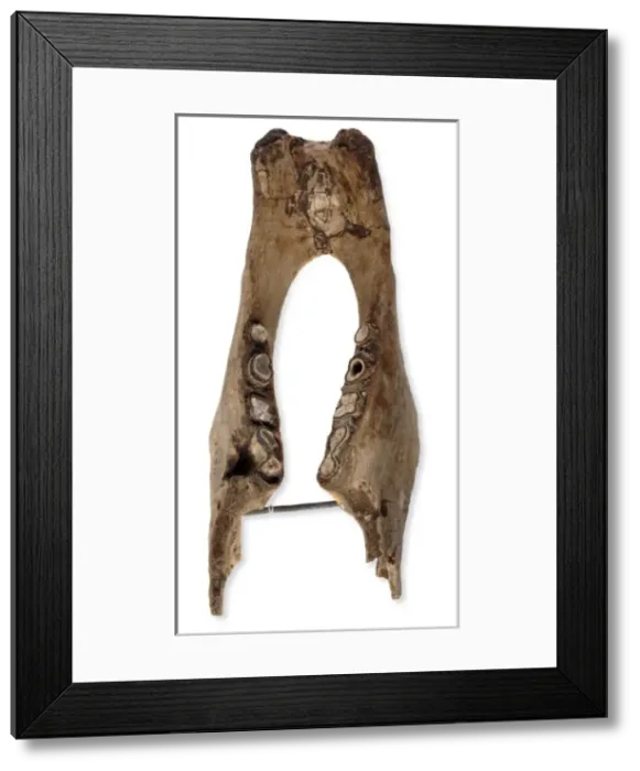 Framed Print : Mylodon darwinii, ground sloth Framed Print : Mylodon darwinii, ground sloth